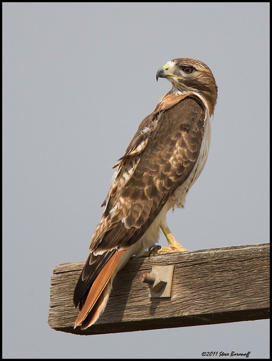_1SB6378 red-tailed hawk.jpg